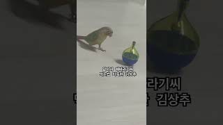 똑똑한가 ..?  #코뉴어 #앵무새