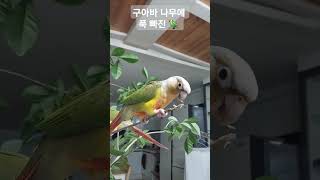 구아바 나무에 푹 빠진 앵무새