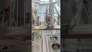 소질은 없지만 즐거운 집짓기️#누나얼른가#퀘이커앵무송꾸…