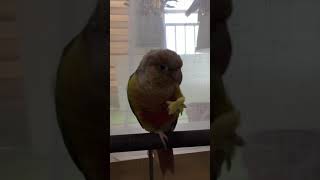 오사쯔 먹고 있는 소망이  잘 먹으니 이쁘네(코뉴어)