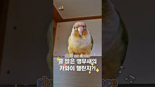 흥 많은 코뉴어 앵무새의 카와이 챌린지