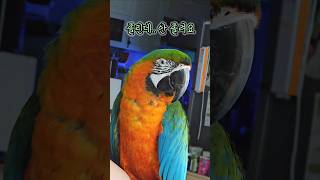 쏟아지는 졸음을 참기가 힘든 앵무새 #윙스패밀리 #할리퀸마카우마르코 #참지말고그냥자