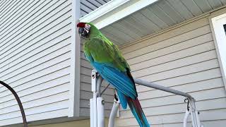 My military macaw parrot spending time with his Papa outside. Awesome weather outside. #pets #birds