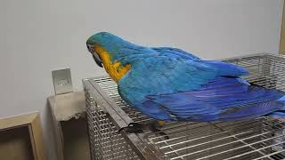 3개월 청금강입니다. 이뻐 죽겠슈~