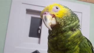 옐로우 페이스 아마존