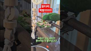 아기 뉴기니아 크롱이 닭다리 먹방  #뉴기니아 #parrot #뉴기니아앵무 #birds #반려동물 #동물키우기 #뉴기니아앵무새 #뉴기니아앵무새 #parrotlover #동물