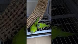 꽁패.앵무새.한스마카우.뽀미.한나.처가집 갔어요~^^2022.3.18