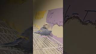 #앵무새분양 #인천개냥새 #모란앵무#앵무새키우기