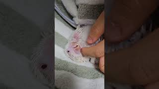 아기퀘이커 아기때만 내는 소리 사랑스러워요^^     …