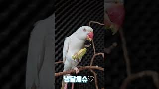 애호박간식#목도리앵무새#앵무새#parrot#먹방#간식#코뉴어#모란#애호박