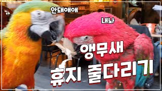 앵무새 금순이와 써미 휴지 줄다리기?!