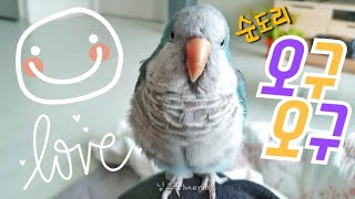 퀘이커앵무새 순도리  이런 애교쟁이 앵무새 또 있을까?ㅎㅎ