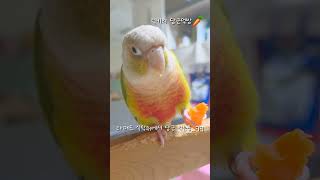 당근테러범럭키 #shorts #코뉴어 #앵무새일상 #집사 #birds #parrot #먹방