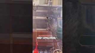 지하철역에서 npc 구경하는 앵무새(방송 끊기니까 빼꼼) #코뉴어 #앵무새 #앵무새일상