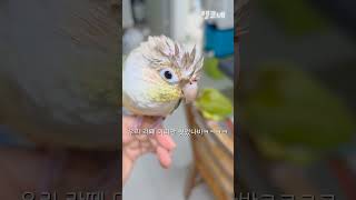 대머리가 된 라떼 #shorts #코뉴어 #앵무새 #목…