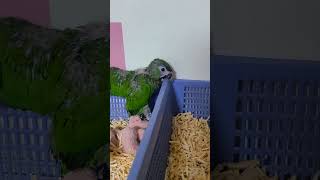 한스마카우, 뉴기니아, 청금강 앵무새 #parrot