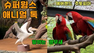 [4k] 슈퍼윙스 에니멀 톡, 말하는 앵무새, 홍금강 …