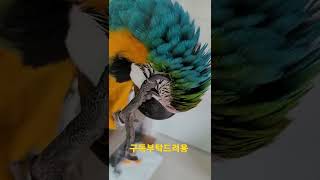 청금강앵무새 루카 긁적긁적 #shorts