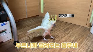 부르면 강아지처럼 달려오는 앵무새