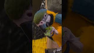 앵무새야 맛있뉘?ㅎㅎㅎㅎ #좋아요 #absurdhumo…