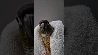 코뉴어앵무새#하랑이#하봉이#더빙농장#동물더빙