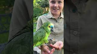 Look how amazing this Amazon Parrot is - peanut cracking is easy with those strong feet! 