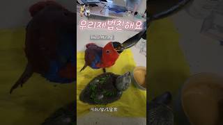 뉴기니아 한쌍! 우리제법 친해요~! 이유식먹는중ㅋㅋ #…