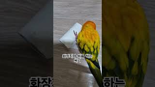 써니야 화장지는 씨름 상대가 아니다!  #썬코뉴어 #parrot #앵무새 #화장지 #tissue #씨름 #wrestling #아니다 #not #써니
