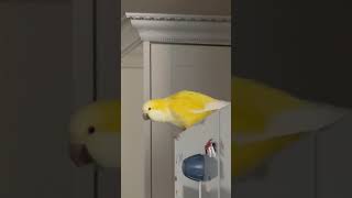 휘파람앵 #앵무새 #퀘이커 #parrot #휘파람 #꾀…