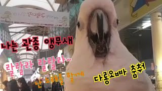 환상의 흥부자 코카투남매 cockatoo/유황앵무/앵무새