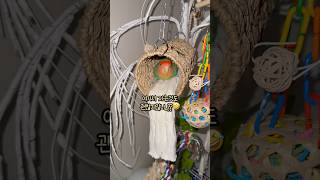 앵집사님들! 밤에 소키리고 시청주의⚠️앵무새들 다 깨울 수 있어요