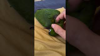 분양간 한스마카우 근황 #앵무새 #parrot #bir…