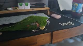 앵무새. 한스마카우. 2013년 출생. 이름: 지 루비.