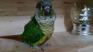 코뉴어 주인따라서 안녕, 안녕하세요 인사잘해요♡ 샤론패럿