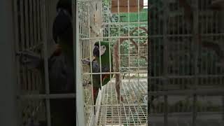 말하는 앵무새 실물영접 in 거제 버드앤피쉬체험장