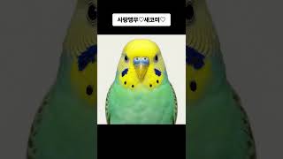 냉달채슈네식구들#목도리앵무새#앵무새#parrot#반려동물 #코뉴어#모란#사랑앵무#푸들#레오파드게코