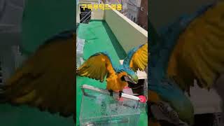 목욕하는 청금강앵무새 루카 #shorts
