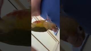 크흠..... #앵무새 #코뉴어앵무새