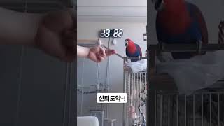 #신뢰도약 #birds #asmr #parrot #뉴기…
