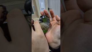 코뉴어앵무새#하랑이#하봉이#parrot#cute#@_deep