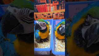 엄블렐라 코카투 2개월 여아, 청금강 2개월 여아 남아예요