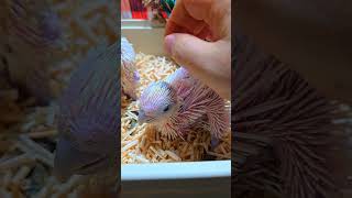 듀컵 코카투예요. #birdslover #parrot …