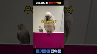 러브버드가 코카투 앵무새를 정색한 이유 #재미있는 #웃…