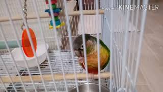 코뉴어앵무새 소면 삼매경