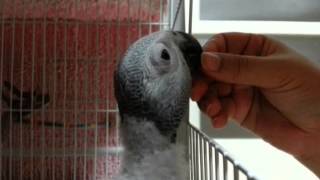 20130902_회색앵무 나나의 뽀뽀 훈련~~^^