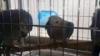 self injury Eclectus parrot therapy course 27 자해하는 뉴기니아앵무새 치료과정 27