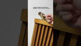 코드 살인조 오늘도 앵두가 앵두중... #앵무새 #pa…