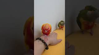  #birds #foryou #talkingparot #parrot #fyp #cute #shortvideo #pet #앵무새 #코뉴어 #힐링