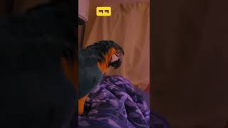 ㅋㅋ #앵무새 #parrot #청금강 #청금강앵무새 #macaw #animal #동물 #마카우