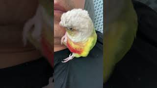 소망이의 일상(코뉴어)